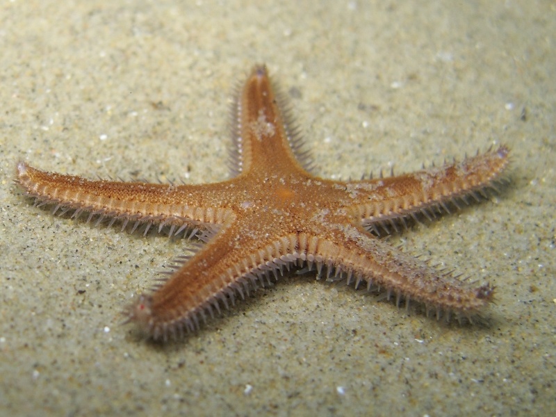 Astropecten spinulosus (Philippi, 1837)